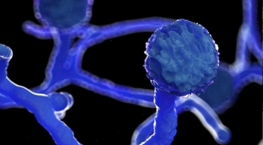 الفطر الأسود