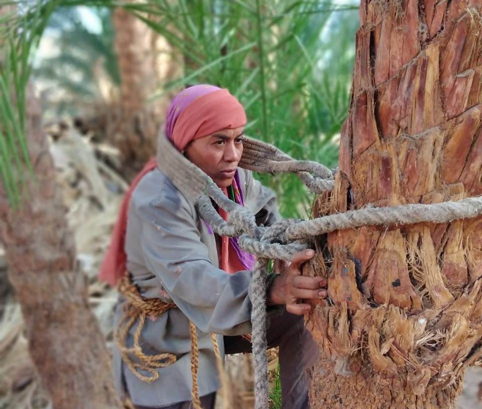 صبرية السباعي.. أول طالعة نخل في الصعيد