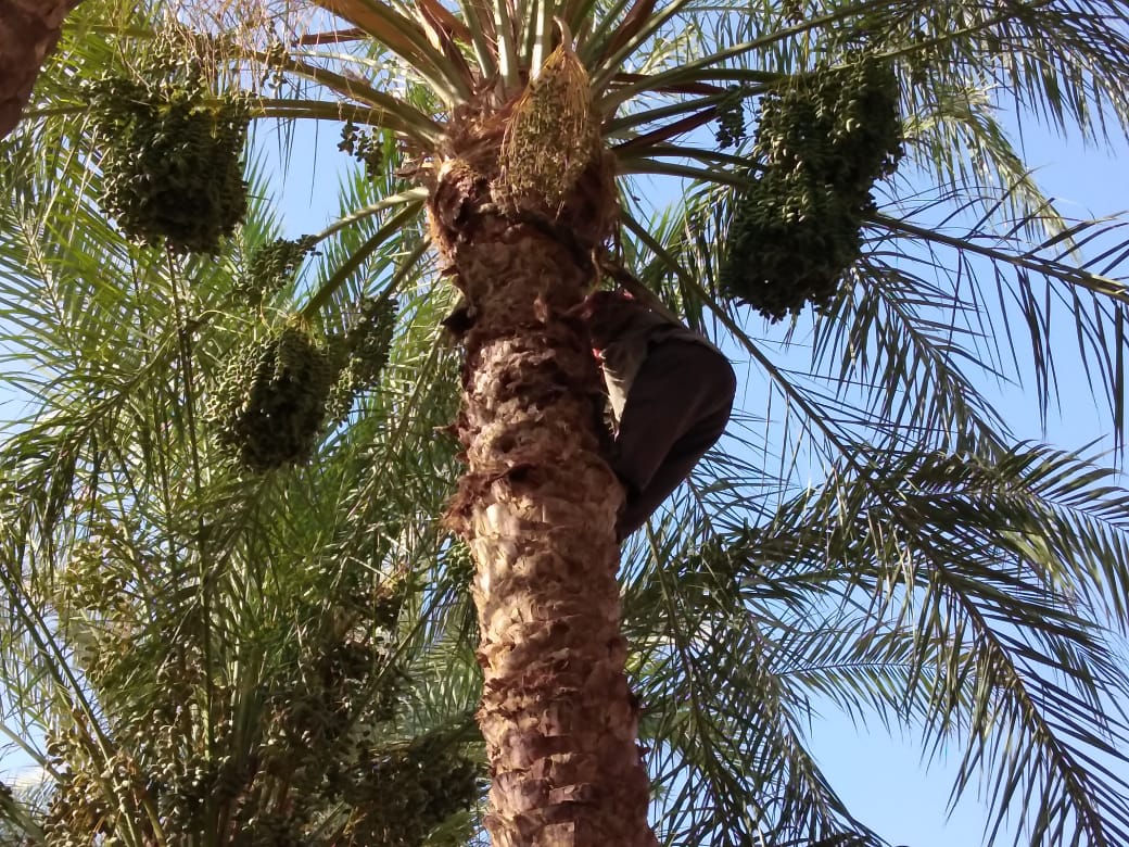 منى قوت .. أول طالعة نخيل بقنا 