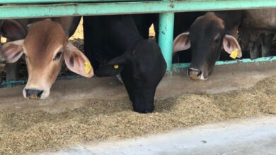 مصر الخير توفر صك الأضحية