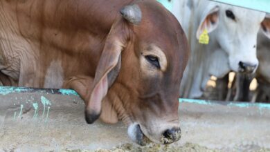 الأضاحي قبل الذبح