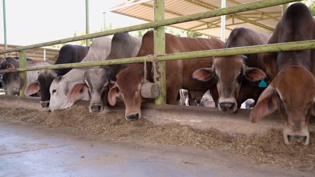 أضاحي بنك الطعام