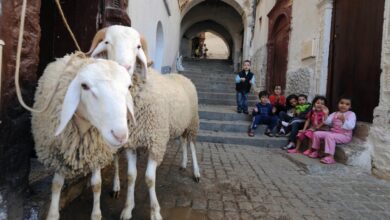 أضاحي العيد في تونس