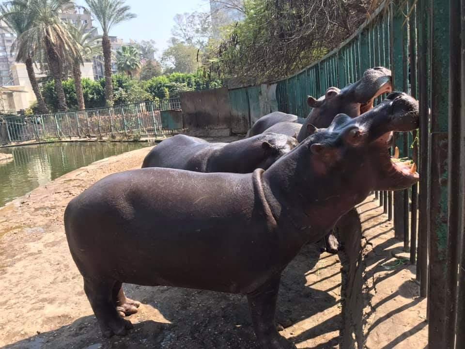 حيوانات حديقة الجيزة