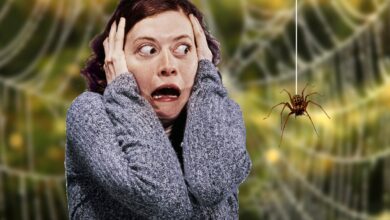 العناكب الافتراضية