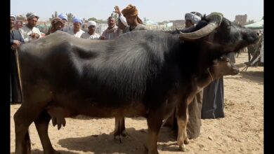أسنان جاموسة تعيد دراسة أطباء