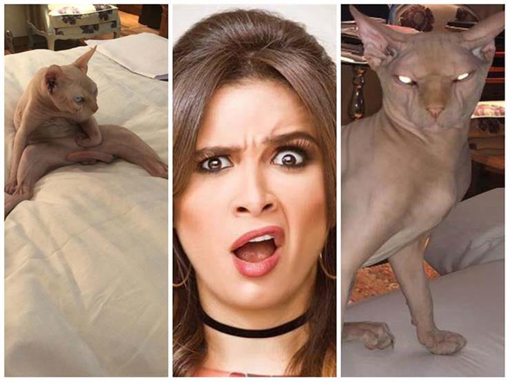 قط ياسمين عبد العزيز