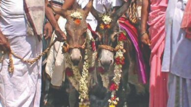 عروس تدخل حفل زفافها على حمار