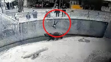 سقوط الطفلة في حظيرة دب ضخم