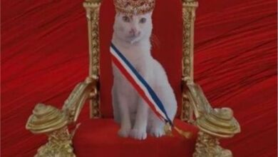 القطة ميمشيت