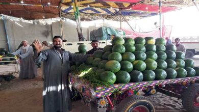 حقيقة تسمم الخوخ والبطيخ